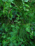 P.grandiflora ssp. rosea 1440m .Chaine de Belledonne,Isère,France 2009