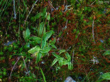 P.grandiflora ssp. rosea 1440m .Chaine de Belledonne,Isère,France 2009