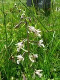 Epipactis palustris (Massif du Vercors)