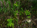 Pinguicula grandiflora Massif du Vercors