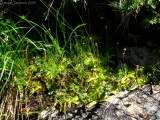 Pinguicula vulgaris and leptoceris ( Massif des Grandes Rousses )