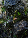 Pinguicula vulgaris ( Massif des Grandes Rousses )