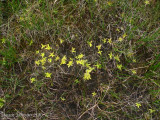 Pinguicula vulgaris ( Massif des Grandes Rousses )