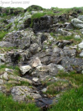 Pinguicula vulgaris ( Massif des Grandes Rousses )