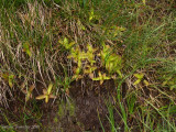 Pinguicula vulgaris ( Massif des Grandes Rousses )