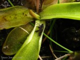 Pinguicula vulgaris with large prey ( Massif des Grandes Rousses )