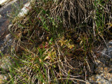 Pinguicula alpina ( Massif des Grandes Rousses )