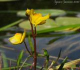Utricularia australis ( Isère )