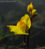 Utricularia australis ( Isère )