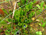 Sarracenia purpurea ssp. purpurea Isère,France 2010