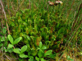 Sarracenia purpurea ssp. purpurea Isère,France 2010