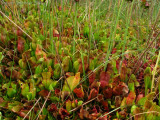 Sarracenia purpurea ssp. purpurea Isère,France 2010