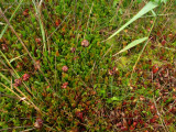 Sarracenia purpurea ssp. purpurea Isère,France 2010
