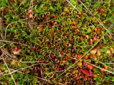 Sarracenia purpurea ssp. purpurea Isère,France 2010