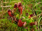Sarracenia purpurea ssp. purpurea Isère,France 2010