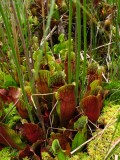 Sarracenia purpurea ssp. purpurea Isère,France 2010