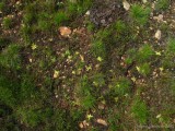 Pinguicula vulgaris Chaîne de Belledonne