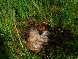 Drosera rotundifolia Chaîne de Belledonne