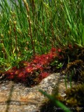 Drosera rotundifolia Chaîne de Belledonne