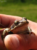 Rana temporaria  Chane de Belledonne