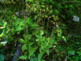 P.grandiflora ssp. rosea 1440m .Chane de Belledonne,Isre.