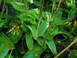 P.grandiflora ssp. rosea 1440m .Chaîne de Belledonne,Isère.