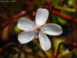 Drosera rupicola 'red plants'