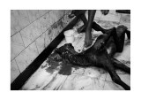 Goat, recently deceased, Halal butcher, Mumbai