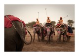 Elephant polo, Deogarh, Rajasthan