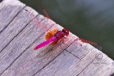 20101010_SpiceGarden_004.jpg