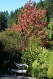 Trees are beginning to color. Inviting bench to meditate.