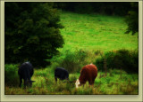 Three Ladies