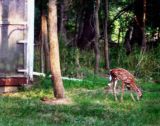 Bambi In The Back Yard