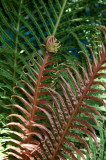 Fern.jpg