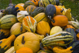 Pumpkin Pile 7739