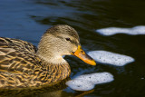 Mallard hen 8091.jpg