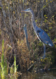 Great Blue Heron 8442.jpg