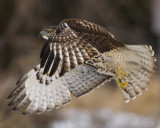 Hawk 8609.jpg