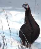 Wild Turkey 9101