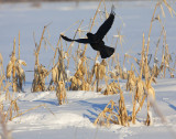 Crow Flight in Winter Corn 9383