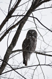 Great Grey Owl 9725