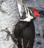 Pileated Woodpecker 0109.jpg