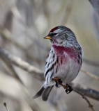 Common Redpoll 0011