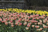 Tulips 0502
