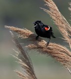 Blackbird Squawking 1252.jpg