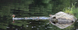 Merganser Hen and Chicks 9068.jpg