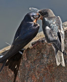 Swallow Feeding Chick 9484.jpg