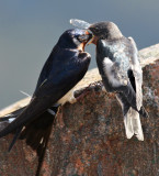 Swallow Feeding Chick2 9484.jpg