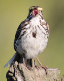 Singing Sparrow 9641.jpg