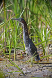 Green Heron 0015